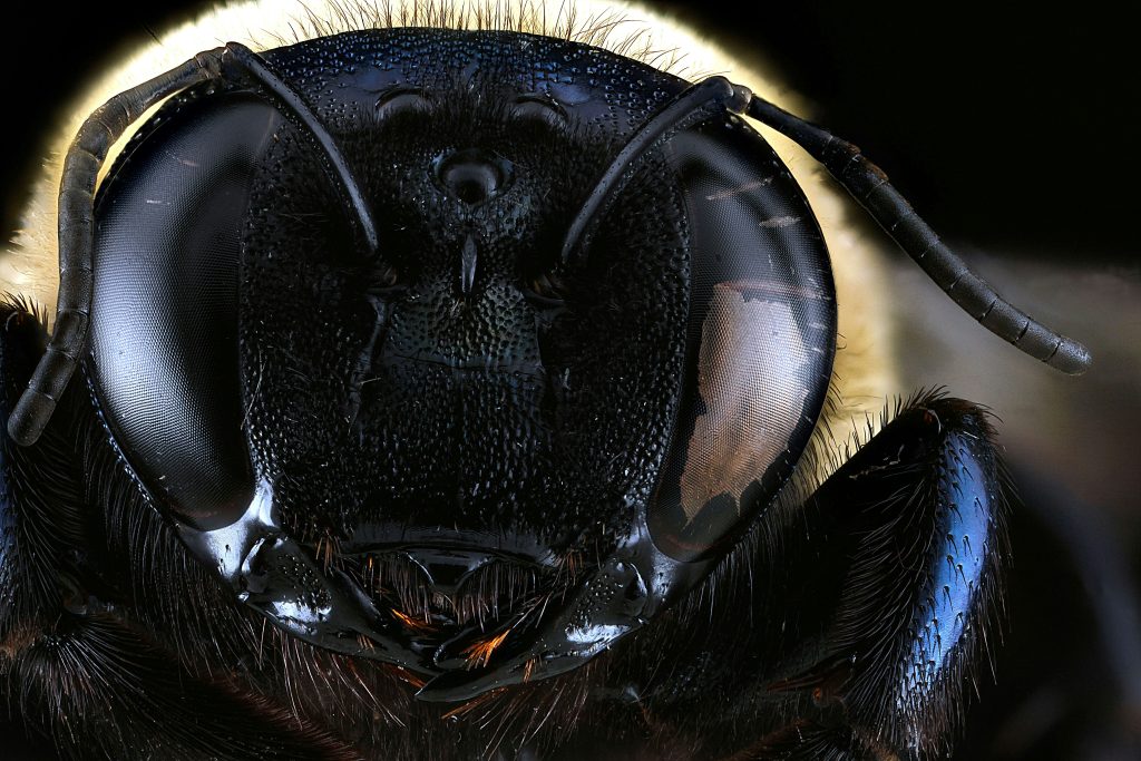 gros plan tête insecte noir