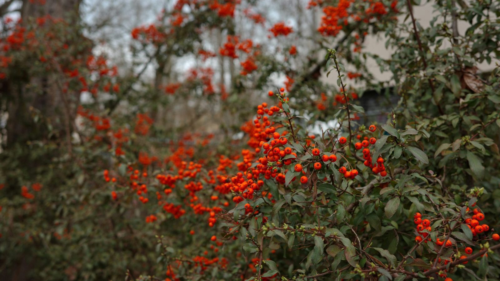 Haie de pyracantha interdite : la réglementation actuelle