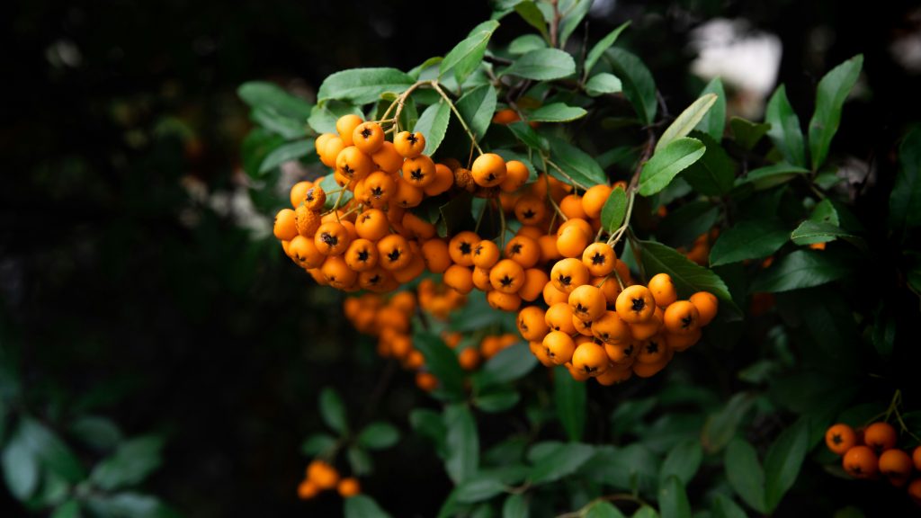 gros plan sur pyracantha